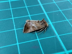 Chrysodeixis heberachis