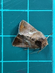Chrysodeixis heberachis
