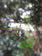 Cyclosa argenteoalba