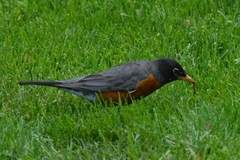 Turdus migratorius