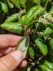 Quercus agrifolia oxyadenia