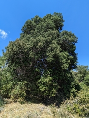 Quercus agrifolia oxyadenia