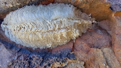 Archimantis quinquelobata