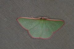 Chlorocoma rhodothrix