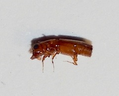 Euplatypus compositus