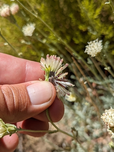 Image of Chaenactis parishii by (c) Jordan Zylstra, some rights reserved (CC BY)