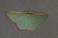 Chlorocoma rhodothrix