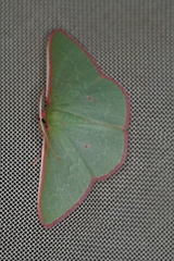 Chlorocoma rhodothrix