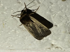 Ochropleura implecta