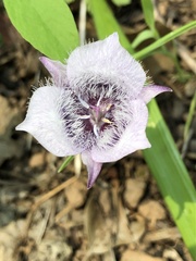 Calochortus tolmiei