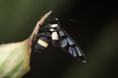 Amata sperbius