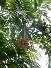 Ptychosperma macarthurii