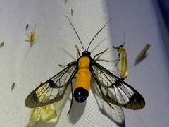 Cosmosoma flavothoracides