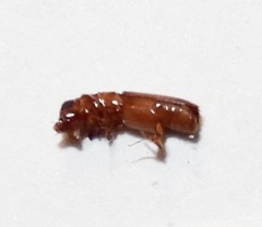 Euplatypus compositus