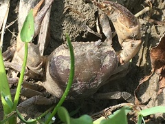 Parathelphusa convexa