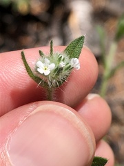 Cryptantha torreyana