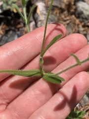 Cryptantha torreyana