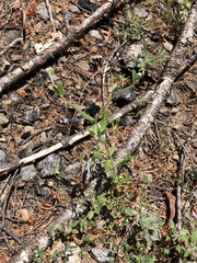 Cryptantha torreyana
