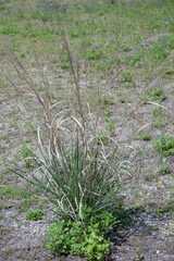 Panicum amarum amarulum