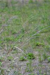 Panicum amarum amarulum