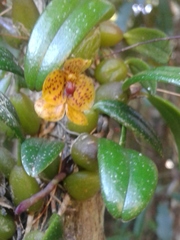 Bulbophyllum analamazoatrae image