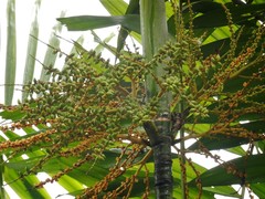 Ptychosperma macarthurii