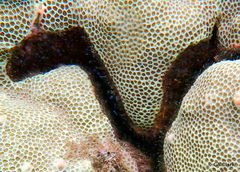 Nemalecium lighti