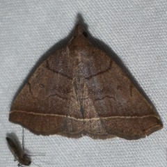 Zanclognatha obscuripennis