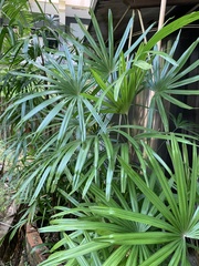 Rhapis excelsa