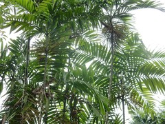 Ptychosperma macarthurii