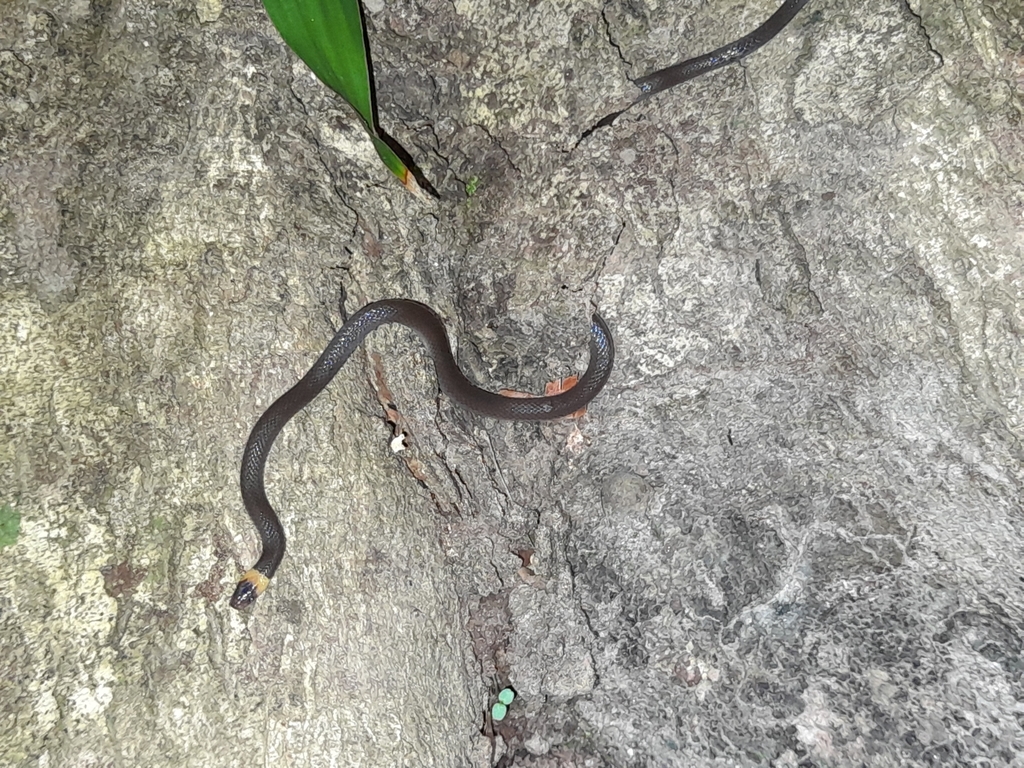 Pacific Longtail Snake
