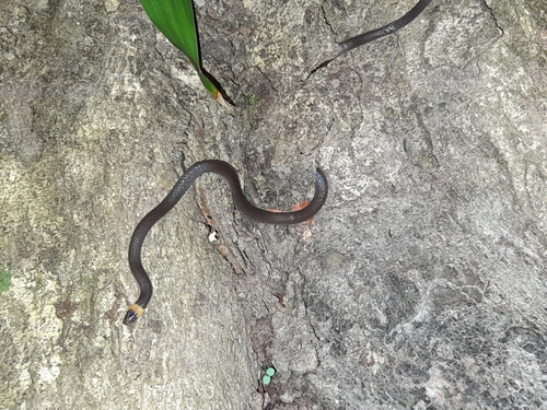 Pacific Longtail Snake