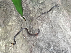 Enulius flavitorques