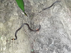 Enulius flavitorques