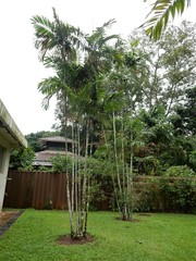 Ptychosperma macarthurii