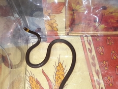 Enulius flavitorques