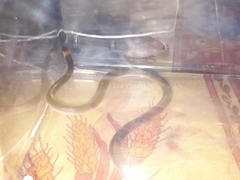 Enulius flavitorques