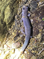 Plethodon montanus