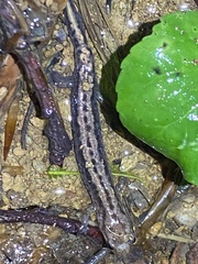 Desmognathus orestes