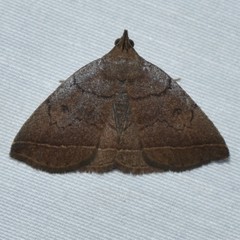 Zanclognatha obscuripennis