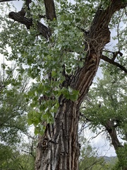 Populus deltoides monilifera