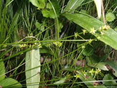Carex echinata