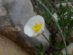 Ranunculus seguieri seguieri