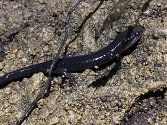 Plethodon montanus