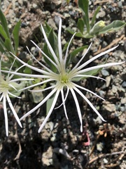 Silene nelsonii