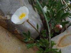 Ranunculus seguieri seguieri