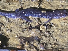 Desmognathus orestes