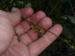 Carex echinata