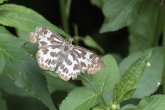 Abraximorpha davidii