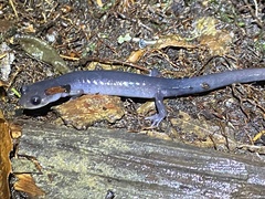 Plethodon montanus